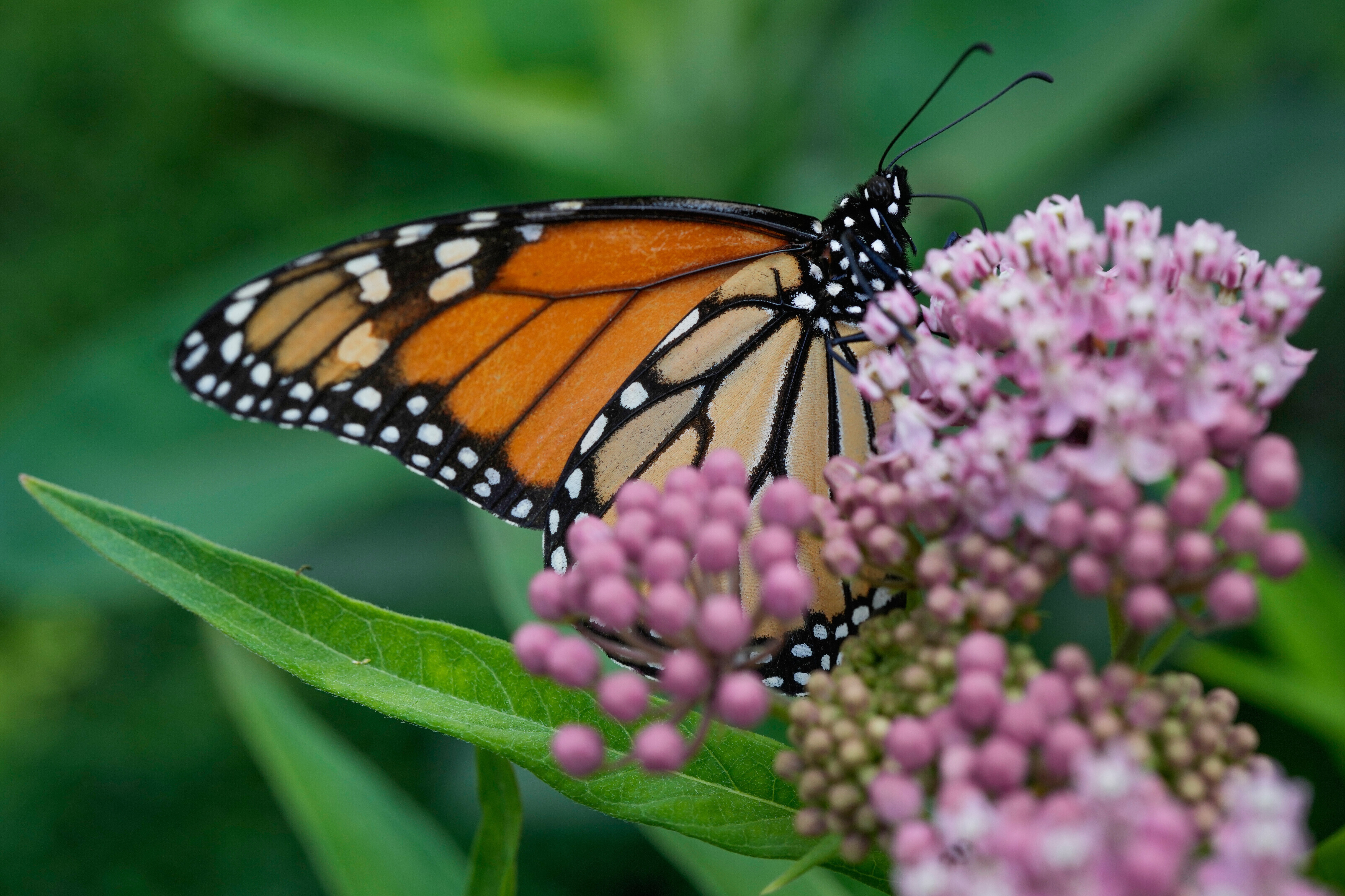 A monarch butterfly feeds on milkweed, July 15, 2025, in Chicago.